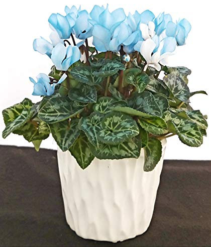 POWERS TO FLOWERS - CICLAMINO BLU IN VASO CERAMICA 'BIANCO CON SPATOLATURA IN RILIEVO, pianta vera