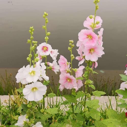 kiskick 50 pièces/Sac graines de Fleurs Facile à Planter arrosage Moyen graines de Rose trémière de Couleur Mixte Outil de Plantation pour Balcon graines à Haut rendement pour la Croissance des