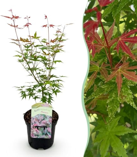 GreenboutiQ - Plante de terrasse - Erable du Japon - Acer palmatum Phoenix - Rose - 1 Plante - Caduc - Pot 19cm Hauteur 70cm