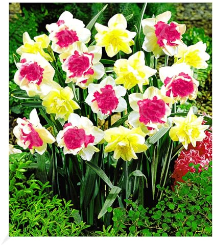 BALDUR Garten 12er Narzissen 'Double Duo Mix', Zwiebeln | Zwiebelumfang 12-14 cm, Narcissus, Osterglocken, Blumenzwiebeln, pflegeleicht, Wasserbedarf gering, blühend, Schnittblume
