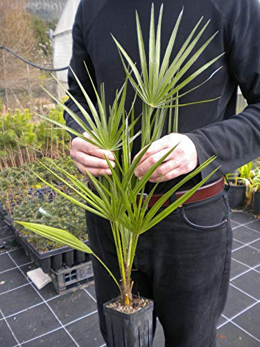 Portal Cool Chamaerops humilis Vq 9X9X20 Palma di San Pietro