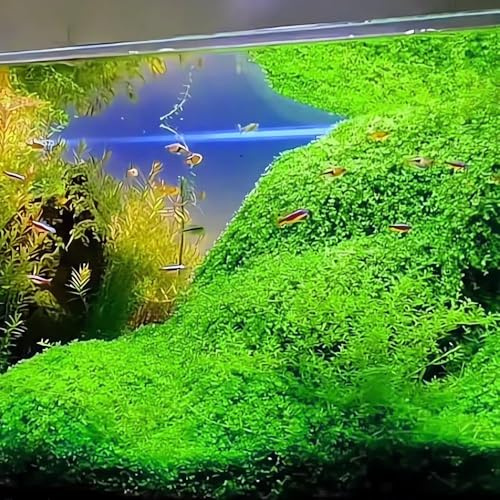 acuáticas semillas resistentes, resistentes, Las de jardín son Semillas de acuario al exterior, 400pcs