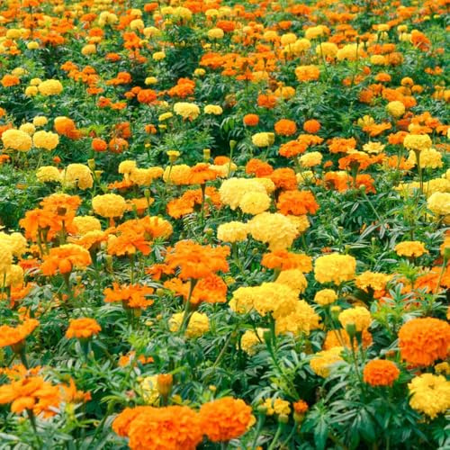 semillas de caléndula - balcón primavera interior jardín silvestres perenne resistentes 650pcs
