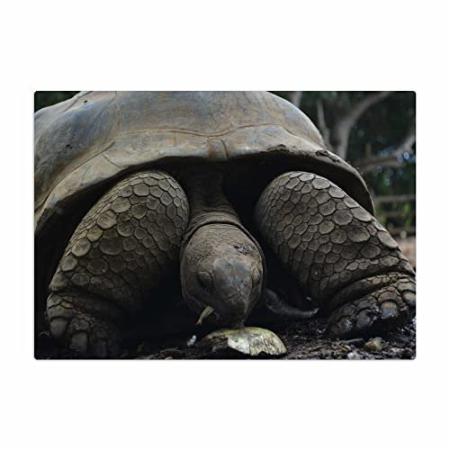 Vero Home 18313 Glas-Schneidebrett | Motiv Tierwelt Schildkröte | rutschfest, kratzfest und lebensmittelecht | Maße: 39 x 29 cm