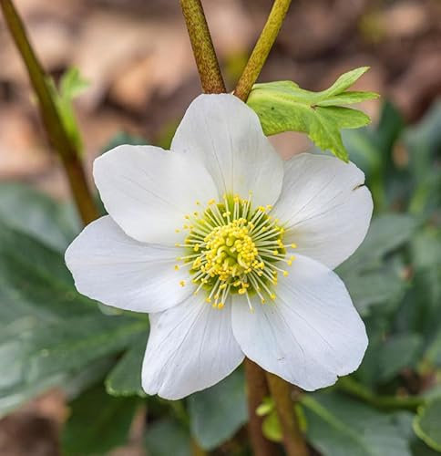 Christrose Lenzrose White Lady - Helleborus orientalis - lebende Gartenpflanze aus den Baumschulen