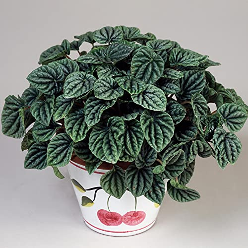 1 x Peperomia Lilian kühl Pflanze | Die perfekte getopfte Pflanze,für Innenräume