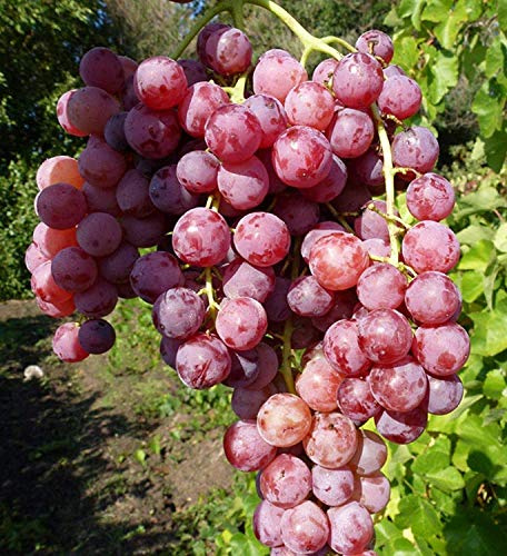 Sans pépins Raisin Flamme Fraîche Sans Racines Boutures de Vigne