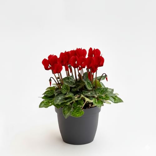 Ciclamino Mini Rosso in Vaso | Pianta Ornamentale da Interno ed Esterno | Fiore Autunnale e Invernale, Resistente e Decorativo, Idea Regalo per la Casa o il Giardino | 1 Pianta