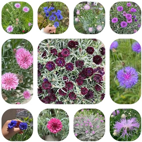 semillas de aciano, jardin de silvestres, lecho elevado 350pcs