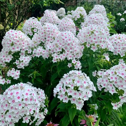 Phlox de alfombra - flox subulata semillas de decoración jardín 250pcs