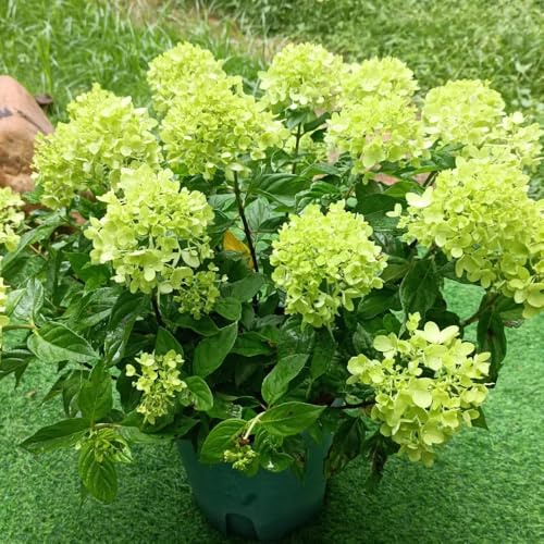 semi di ortensia paniculata, balcone interna giardino in vaso 35pcs