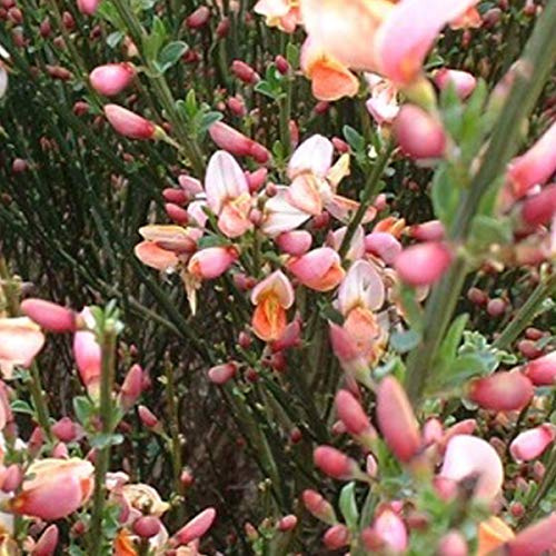 Cytisus 'Zeelandia'- Genêt 'Zeelandia 40-60 cm en conteneur