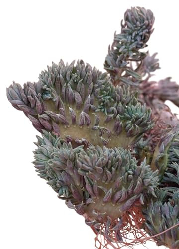 Sedum reflexum crestata pendente mostruosa pianta grassa tappezzante giardino roccioso