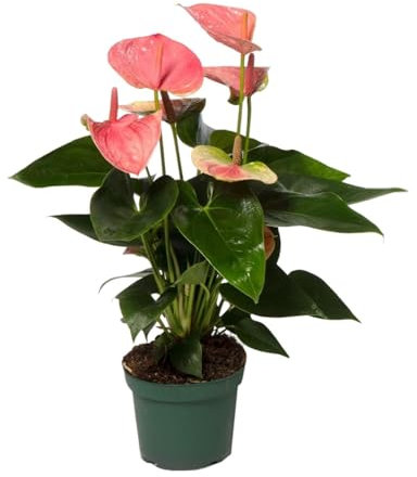 Anthurium Dulce Sueño - 25-35cm - Ø12cm - Planta de interior - Planta de interior con flores