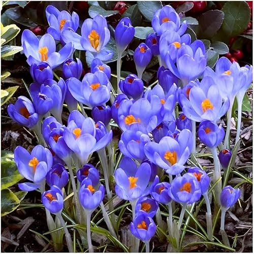 Großes Set Krokus Krokusse Mix 10 50 100 500 Stk. Blumenzwiebeln Zwiebeln Blütenfarben weiß, gelb, violett, gestreift Winterhart Mehrjährig (Blau - 50 Stk.)