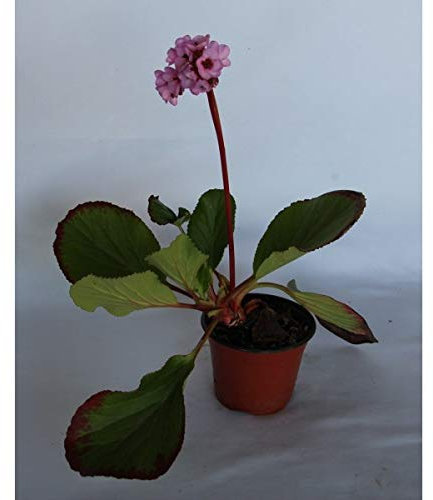 Bergenia o hortensia de invierno (maceta 13 cm Ø)