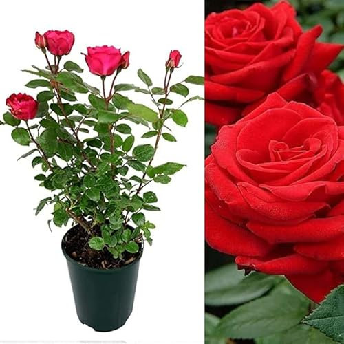 Rose Bush Showbiz! - Floribunda Red Rose Bush for The Garden in a 3 Litre Pot (1 Plant)