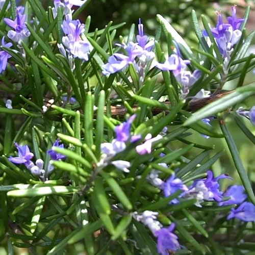 semillas de romero organicas - rosmarinus - silvestres, jardín para cubrir el suelo colgantes de romero perenne resistente que cubre 400pcs