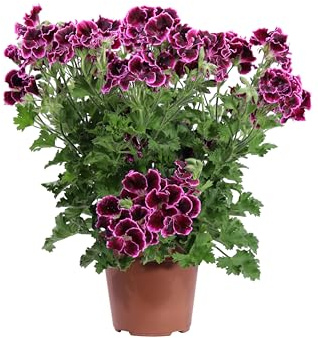 Pianta di Geranio diverse varietà pianta da esterno ornamentale fiori vari colori pianta decorativa vera venduta da eGarden.store (Geranio Macranta Bordeaux)