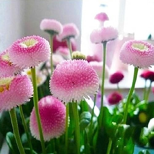 Gänseblümchen-Samen, 30 Stück/Beutel, natürliche Gänseblümchen-Samen ohne GVO, schöne rustikale rosa Gänseblümchen-Blumensamen, Blumen-Obstbaum-Gemüsesamen Gänseblümchen-Samen