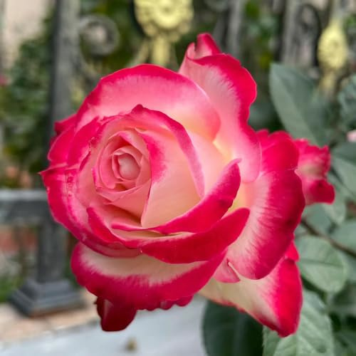 rosenbaumsamen, Rosa chinensis, bio alte sorten balkonpflanzen rankpflanzen exotische zimmerpflanzen topfpflanzen balkon blumengarten indoor gewächshaus schnittblumen deko wohnzimmer 80pcs