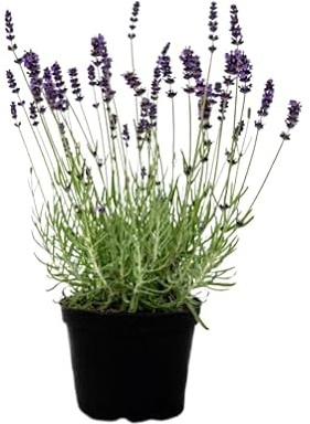 Lavanda |DECOALIVE | Planta de Lavanda | Lavandula