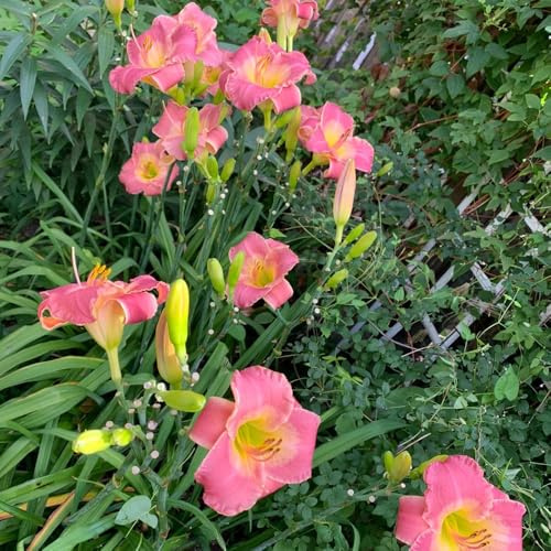 Semi di daylily, semi di fiordaliso di giardino Hemerocallis fulva, biologici 500pcs