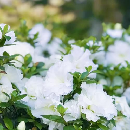 Semi di rododendro e azalea - semi di selvatici giardino arbusti resistenti per giardini rocciosi vecchie varietà arbusti fioriti, resistenti esotico 130pcs