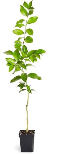 LIMONERO - Cultiva la Frescura Mediterránea Árbol Frutal Natural para tu Jardín