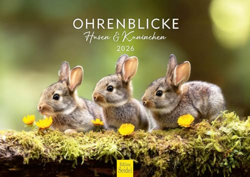 Edition Seidel Calendario premium con ojos de orejas de conejos y conejos, formato DIN A4, calendario de pared, calendario de animales, animales salvajes, animales del bosque, mascotas