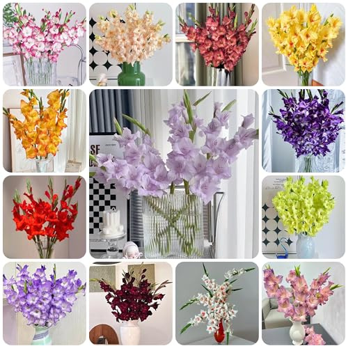 24bulbi di gladioli resistenti all'esterno di gladiolo resistenti per il giardino esotiche, cipolle fresche, decorativi