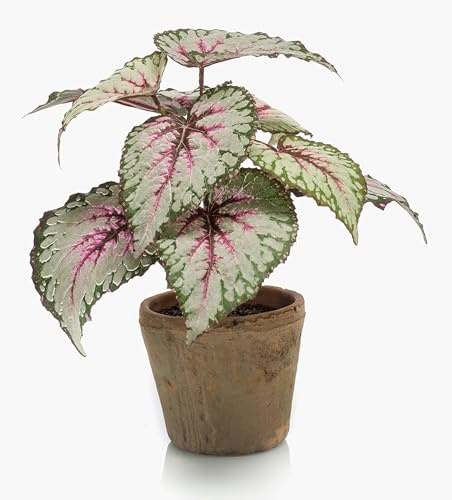 artplants.de Kunstpflanze Blattbegonie Meira im Terracottatopf, grün-rosa, 25cm - Deko Buntnessel