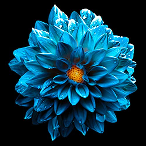 Dahlia Bulbs, Easy Plant, Exotic, Good for Containers/Natural Organic/Strong Plant, Rare Plants, Excellent Display, Easy to Plant,Now UK/Greening Flower/Suitable, Plant Bulbs, 6bulbs-F