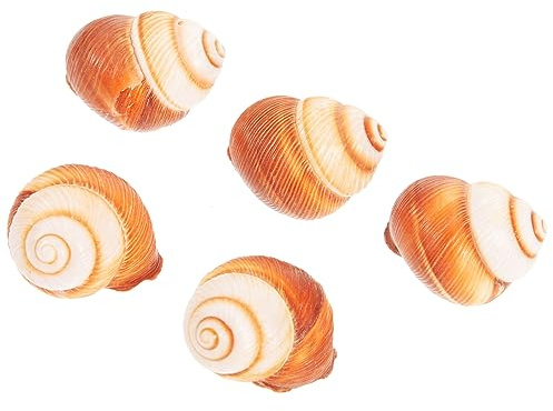 EXAOMBLE 40 Leere Schneckenhäuser von Weinbergschnecken 5stücke Mehrzweck Schneckenhäuser zum Kochen von Schnecken Spülmaschinenfest für Französisches Backen