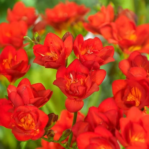 10 bulbes de freesia à fleurs doubles, ROUGE | Circonférence 6/8 cm | Bulbes des meilleurs producteurs néerlandais | Sélection exclusive et contrôle qualité | Floraison garantie.