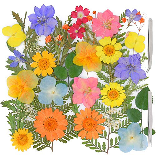 FUNSHOWCASE Natural Pressed Dried Flowers Leaves, Verbena, Hydrangea, Daisy, Larkspur, Resin Epoxy Candle Soap, Phone Case Enbed Nail Art 11 Species 32-Count, with Tweezers Straight and Curved Tip