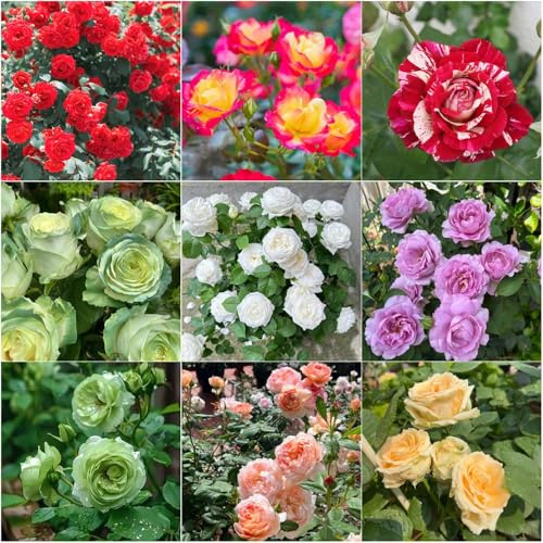 semillas de rosas para - semillas de silvestres balcón invernadero rosal trepador jardín balcón 150pcs
