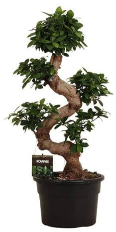 Kinesiskt fikon – ficus microcarpa ginseng – inomhusbonsai ca 80–110 cm hög – Ø 23 cm – bonsaiträd för vardagsrum, kontor och vinterträdgård