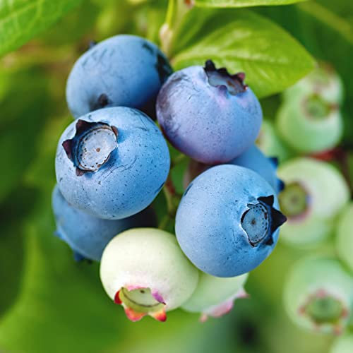 Blueberry 'Flamingo' Plant Bush Deciduous Hardy Shrub Self-Fertile White Blooms Variegated Foliage Easy to Grow Your Own Garden Fruits 3X 9cm Potted Plants by Thompson & Morgan