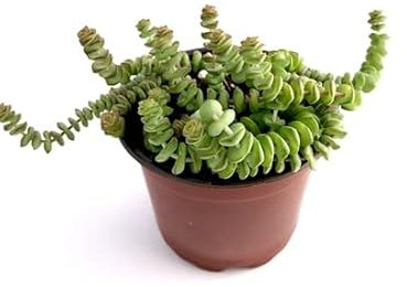 Planta Suculenta Pagoda China Crassula Rupestris Marnieriana