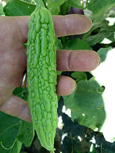 Melón amargo, semillas de calabaza amarga - Momordica charantia
