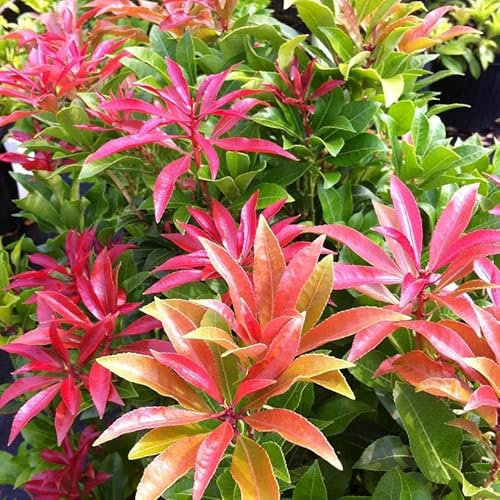 2Ltr Pot Pieris Mountain Fire Medium Evergreen Garden Shrub Plant ( 2 Pack ), Multicolor