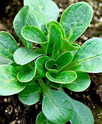 Viridis Hortus - Corn Salad, Verte de Cambrai 1,200 (2g's) Vegetable Seeds