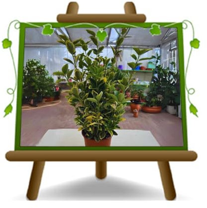 EURO PLANTS VIVAI Euonymus Japonicus Elegant Aureus Pianta da Siepe Bassa - su Vaso da 17 cm - Altezza 30 cm