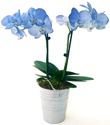 POWERS TO FLOWERS - ORCHIDEA PHALAENOPSIS BLU, IN VASO CERAMICA ARGENTO, 2 STELI, VASO 13CM, Pianta Vera
