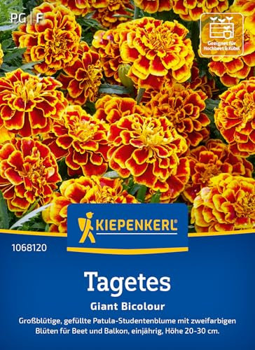 Kiepenkerl Tagetessamen Giant Bicolour 1068120 - großblütige, gefüllte Patula Studentenblume mit zweifarbigen Blüten - Pflanzen, Blumensamen, Saatgut