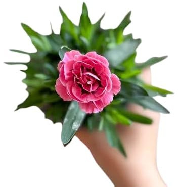 Clavel COLOR ROSA | DECOALIVE | Planta Natural con Flor
