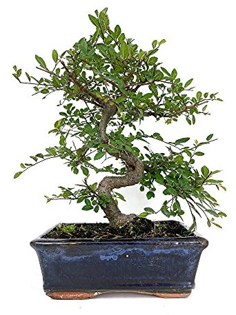 BONSAI NATURAL DE INTERIOR ZELKOVA PARVIFOLIA 8 AÑOS (OLMO CHINO)