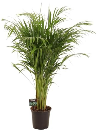 Dypsis Lutescens - 100-110cm - Ø21cm - Pianta d'appartamento - Sempreverde