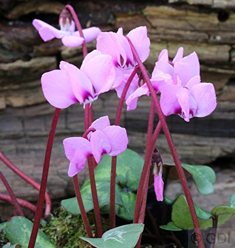 Frühlings Alpenveilchen Pewter Leaf - Cyclamen coum - lebende Gartenpflanze aus den Baumschulen